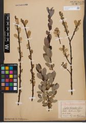 Salix bicolor Ehrh. ex Willd.